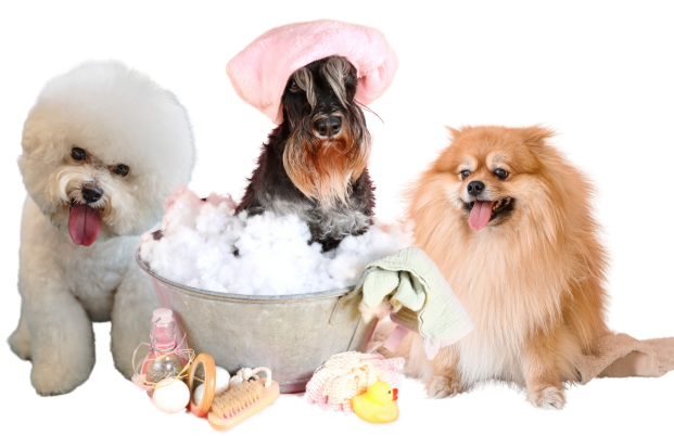 Toilettage animaux Paulhan