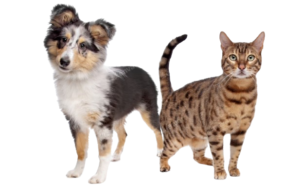 chienchat-removebg-preview