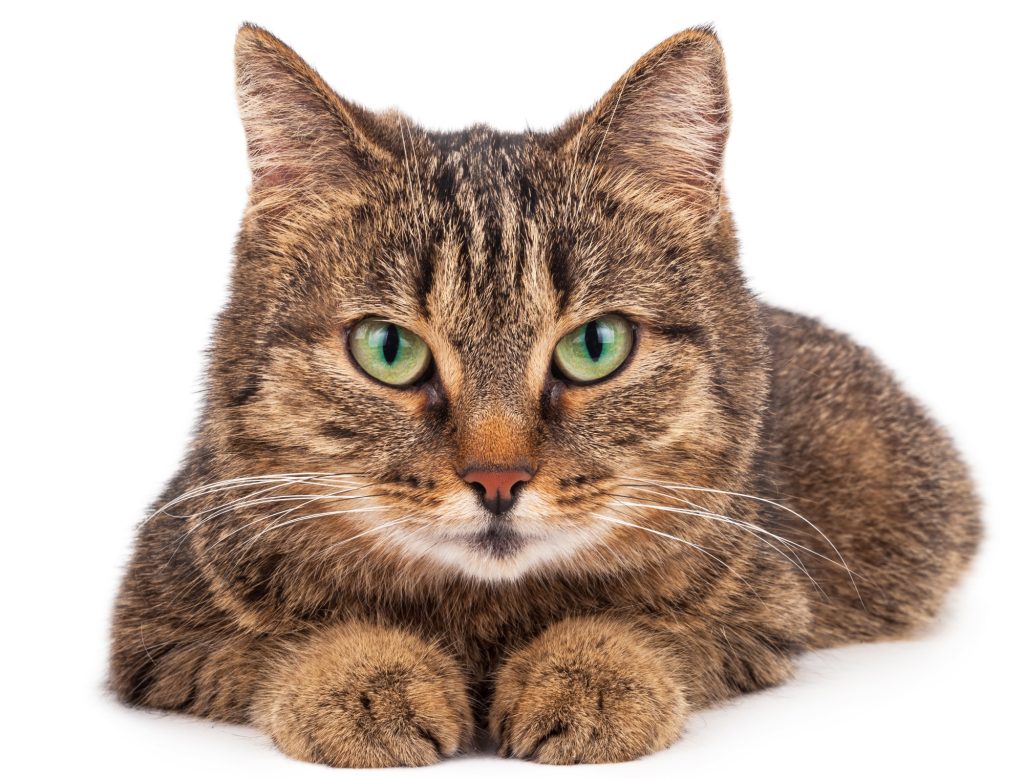Domestic cat