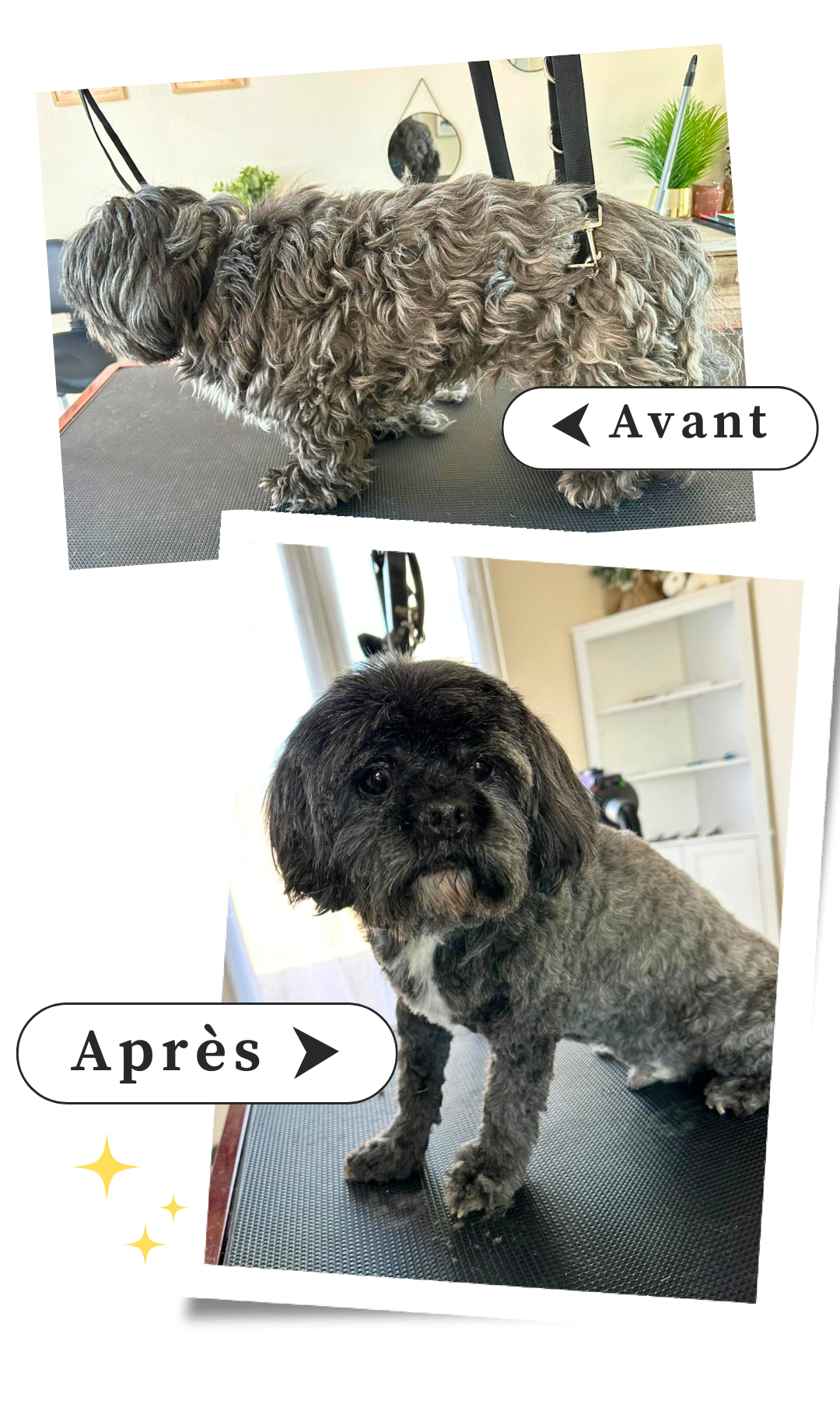 AvantAprès - les animaux fantastiques (1)