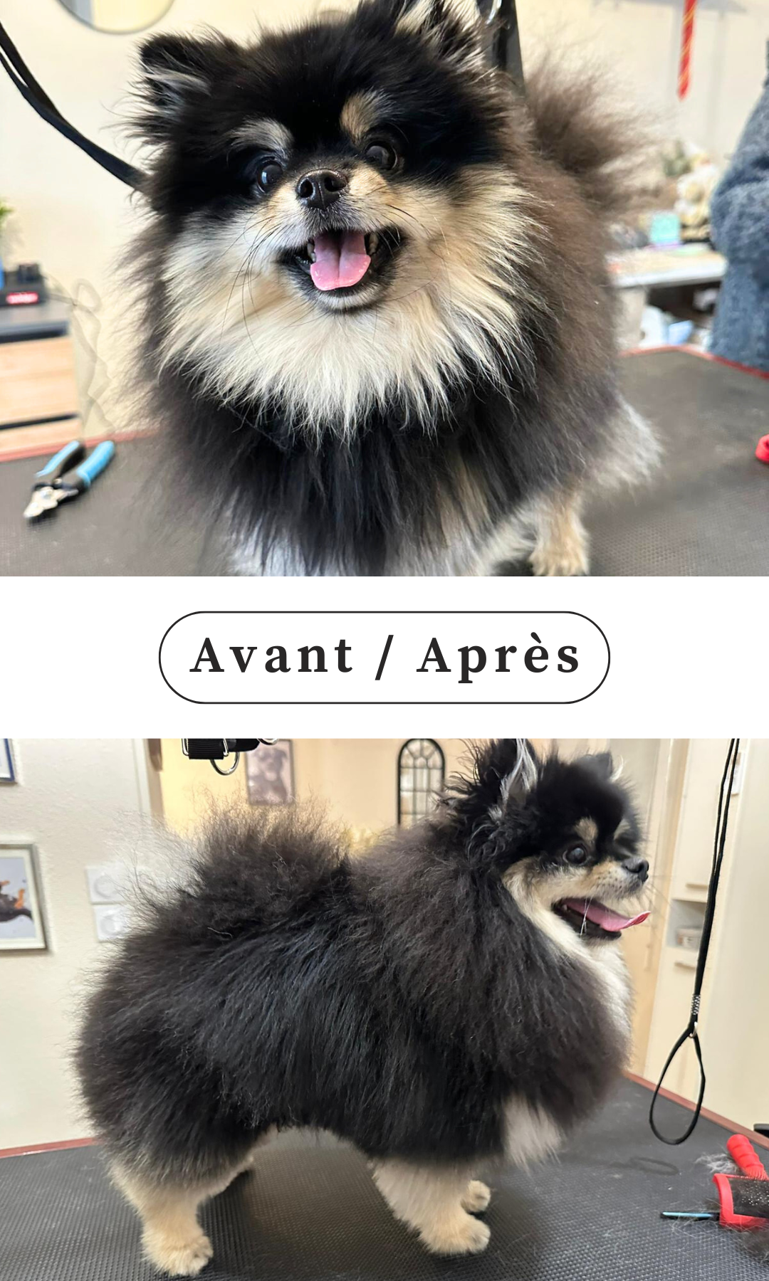AvantAprès - les animaux fantastiques