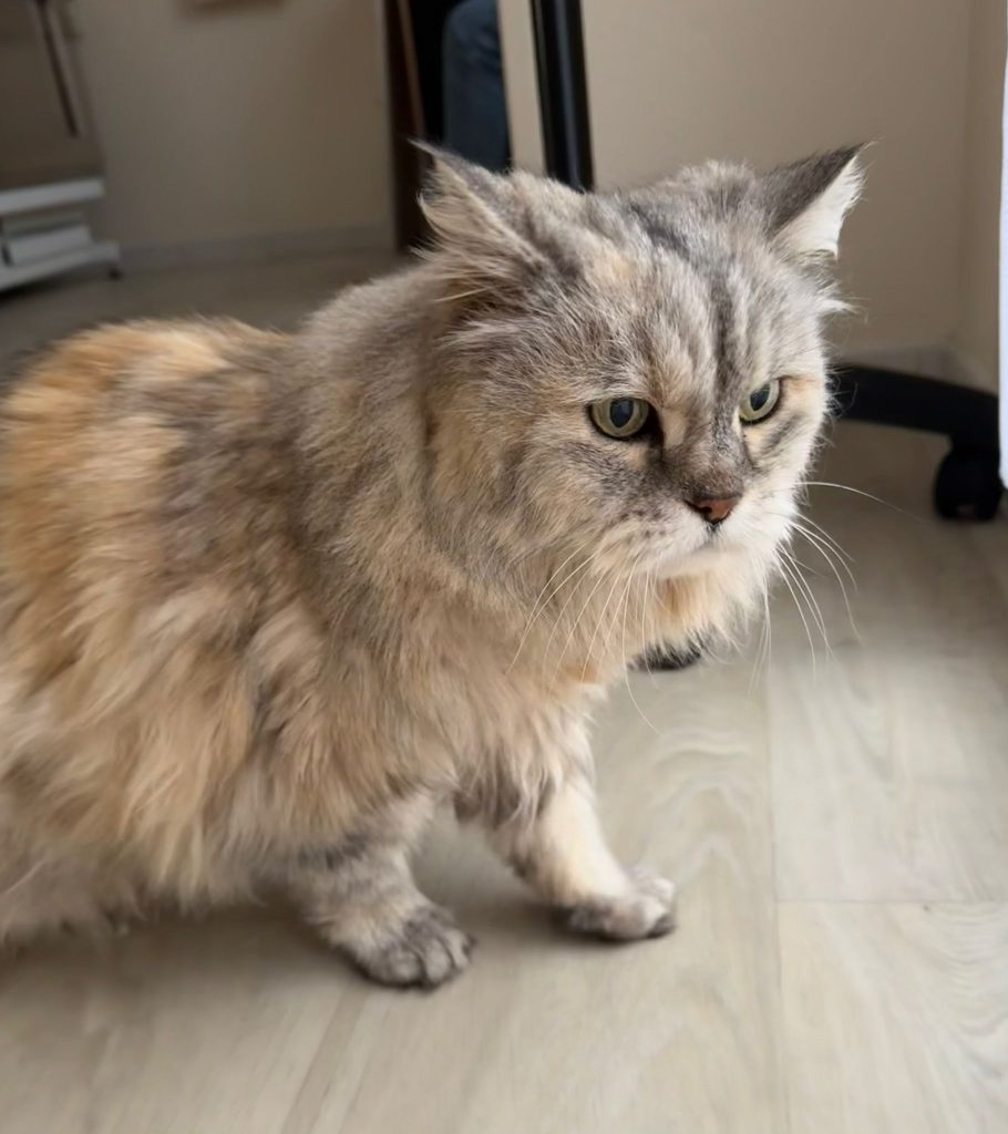 chat
