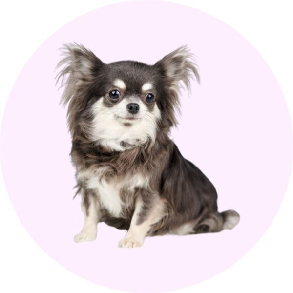 chien petit